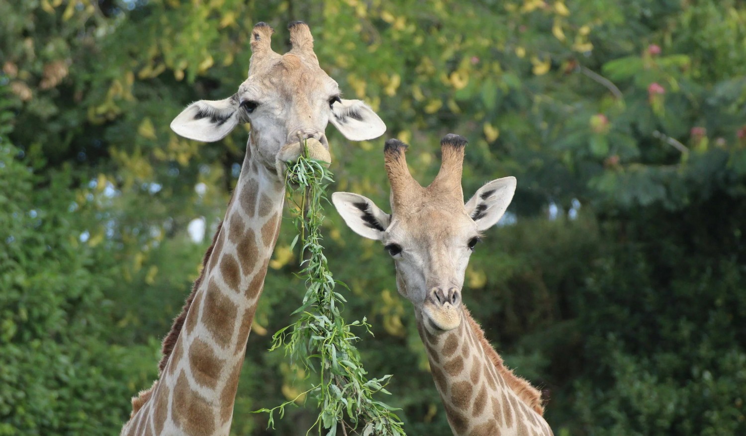 Parc animalier de Romaneche-Thorins