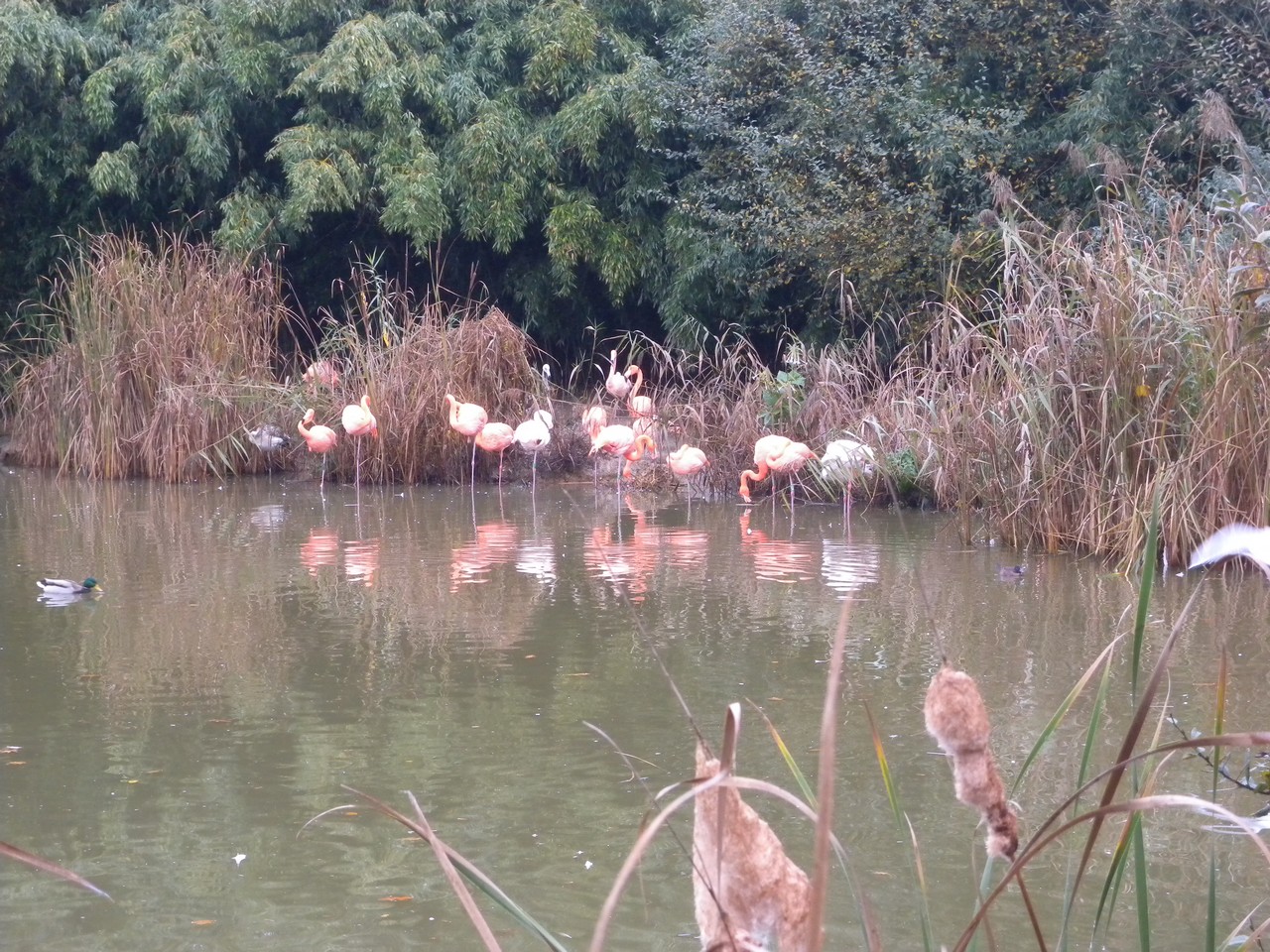 Parc ornithologique de Villars les Dombes